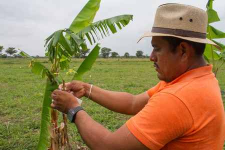 Ein Arbeiter auf der Plantage in Yucatán der einen Baum "taggt" bzw. registriert. (Quelle: Plant-for-the-Planet)