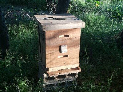 Reboisement KMB/Schneider pour garantir la pérennité de l'élevage et de l'apiculture grâce à la floraison des plants.